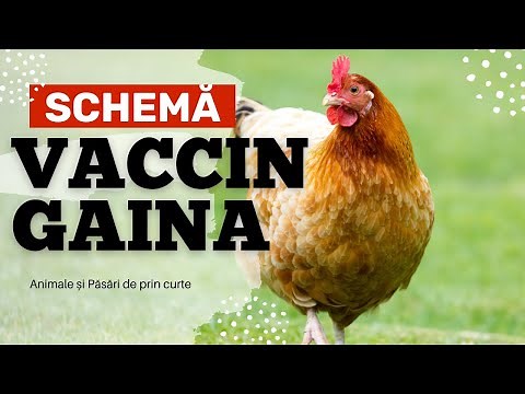 Schema de vaccinare la gaini si pasari de curte