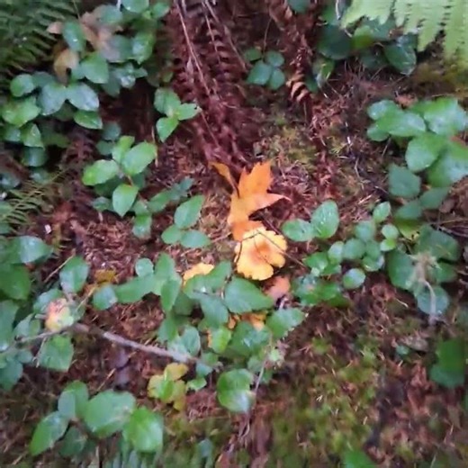 #skyrim leveling Alchemy and Endurance.