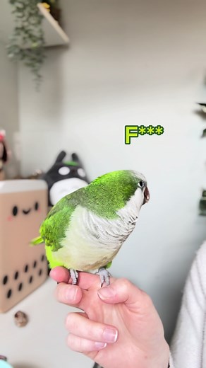 Parrot Comedy Skit: 'Missa I Need to Work'