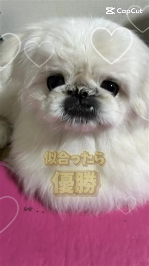 やばい🤣似合い過ぎて笑った😂😂😂 #ぐんちゃんの日常 #ペキニーズあるある #犬動画 #食いしん坊犬 #笑える犬の行動