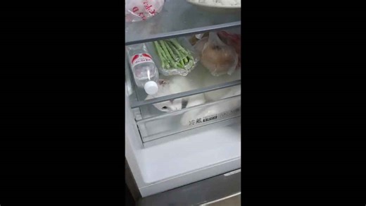 Cat cools off inside refrigerator chiller in Jiangsu, China