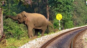 Elephant pushing the tree to fall. | Wild life and Nature Photography