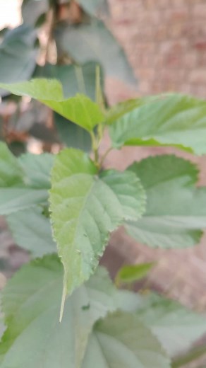 1.4K views | Forest Bathing: Healing Among the Trees | Predator's World | Facebook