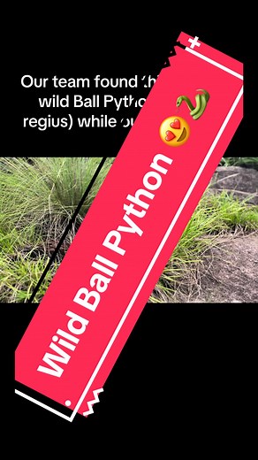Wild Ball Python Sighting in Guinea's Nature