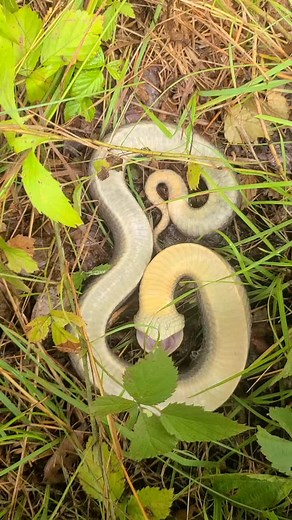 Master of Playing Dead: Hognose Snake Fun