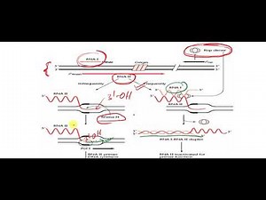 Plasmid Copy Number and it's regulation by Antisense RNA