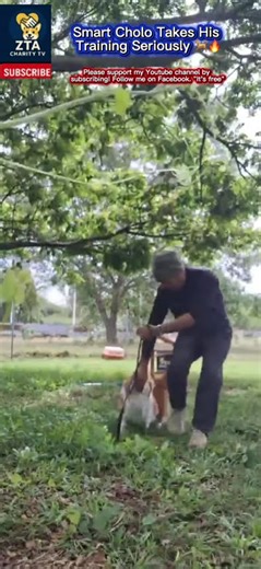 Smart Cholo Takes His Training Seriously 🐕🔥