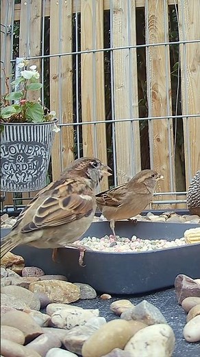 House sparrows feeding in the small bird sanctuary