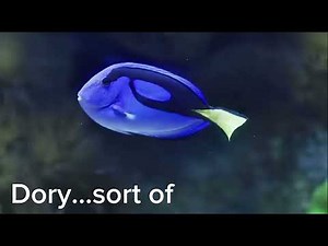Parody of Dory from Finding Nemo, “Just Keep Following Jesus”