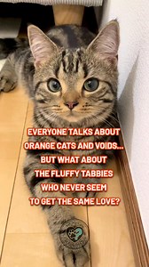 126K views · 5.1K reactions | What do you think about tabby cats?  . . . . . #CatFacts #CatBehavior #CatLife #CatLovers #CatsOfInstagram #FelineFriends #MeowTime #CaturdayEveryday #PetLovers #catreelstagram | Ask My Cats | Facebook