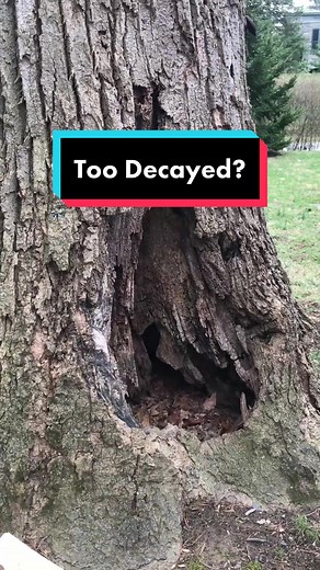 There are a few different ways we test for decay in #trees! #forest #urbanforestry #fyp #philly #tree #biology #nature #wood #decay #fungi