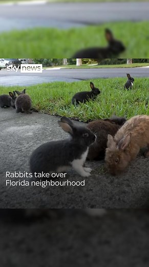 19K views · 911 reactions | A growing group of domestic rabbits have taken over the streets of Wilton Manors, a suburban neighbourhood in Florida. Link in bio for more  #rabbits #Florida | Sky News | Facebook