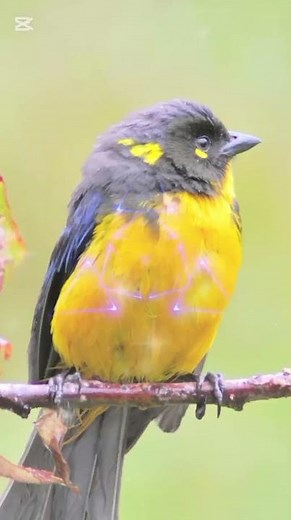 #birds #beautifulbirds Lacrimose Mountain Tanager