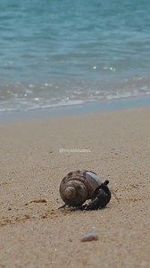 Hermit Crab Walking on the Beach #hermit #crab #shellcrab #shell #seashell #nature #wildlife HA61827 | HAWI Studios