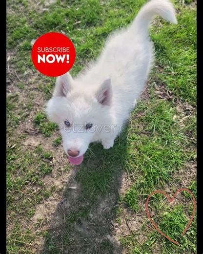 Siberian Husky puppies ❄️🐾 are ready to bring excitement