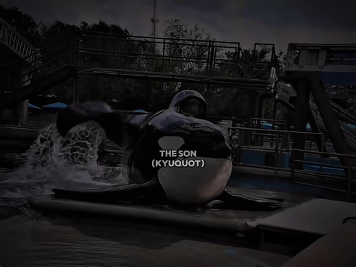 Tilikum: El Orca en SeaWorld y su Historia