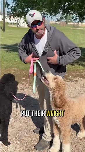 "Stop Pulling on the Leash with This Simple Dog Training Technique "
