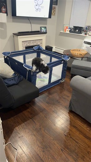 Caring for Your Mini Sheepadoodle Puppy