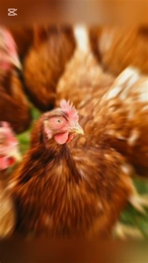 “Everyone laughed when I started with just a few chickens… today, eggs pay my bills. Here’s the real truth about layer farming.”Layer farming changed my life — but it didn’t happen overnight. In this video, I share how I turned egg production into a serious business by focusing on proper management, consistency, and smart reinvestment. You’ll learn: ✔ When layers start laying ✔ How to manage feeding, hygiene, and lighting ✔ Different ways I make money — not just from eggs ✔ Why patience and disc