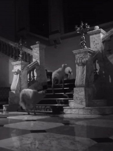 El ángel exterminador (1962) Luis Buñuel. #elangelexterminador #luisbuñuel #cinemexicano #epocadoradacinemexicano #epocadeoro #vintageedit #cinema #oldcinema #oldhollywood #silviapinal #losolvidados #silviapinalchallenge #retroedit
