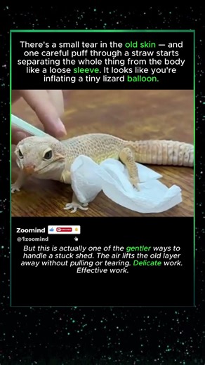 The Straw Trick That Saves Leopard Geckos From A Bad Shed #wildlife #viral #animals #shorts #cute