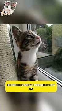 европейской короткошерстной кошка #собака #веселыекоты #животные