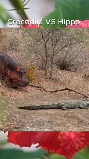 Crocodile VS Hippo. | Animals usa