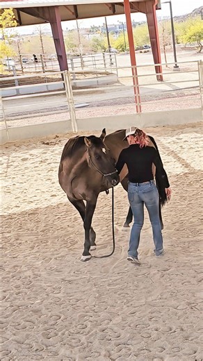 Comment below 👇 if this is your first time seeing Solomon, or if you’ve been following along with his journey. . Lateral flexion with purpose. Teaching Solomon that bending isn’t a place to panic — it’s a place to find balance and calm. . #HorseTrainingLife #GroundworkMatters #HorsemanshipJourney #SolomonSessions | Rockin Reegan Horse Training
