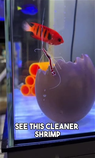 Cleaner Shrimp Don't Cure Ich in Reef Tanks