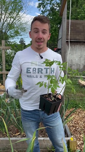 How to Plant Tomatoes Establishing Strong Roots ! #tomato #tomatoes...