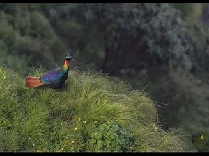 Amazing Birds of Himalayas- Some Videos, Images and Me!!!!!!