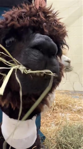 Smokey and Lincoln need some good mojo. They are both bedded down at the U of M Large Animal Hospital. They both went down this morning with similar symptoms affecting their neurological responses. They were transported in the back of our SUV both needing emergency care. 🤔 2 alpaca in the car??? Thank you Dr Gatz Lakeland Veterinary Hospital for your assistance in getting the boys in at the U of M. The next 24 hours will be critical to their recovery. ❤️‍🩹 When we left them, they were both sit