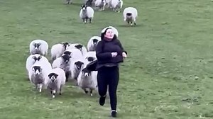 Funny moment woman chased down a hill - by 37 sheep