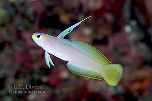 Amazing First Pictures of Helfrich Firefish Hybrid (Updated w/ Video) | Reef Builders | The Reef and Saltwater Aquarium Blog