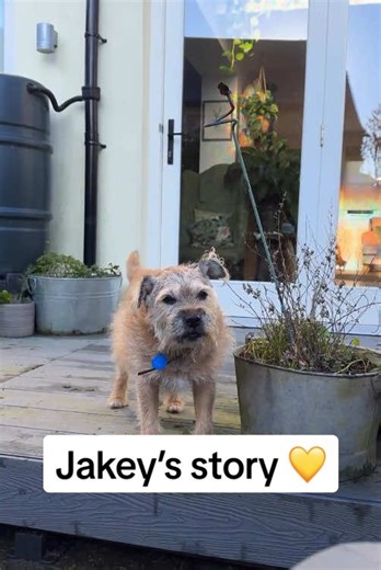 Adopt an Older Dog: Jakey's Inspiring Journey
