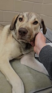 51K views · 1.8K reactions | Daisy Duck has been pretty sad face since she came back to Seattle Humane. She was adopted briefly, but her fun-loving spirit was a bit much for the resident dog. We know she'll find the right people and dog friends in the future, and we'll be doing all we can to make her happy face until that time comes. | Seattle Humane | Facebook