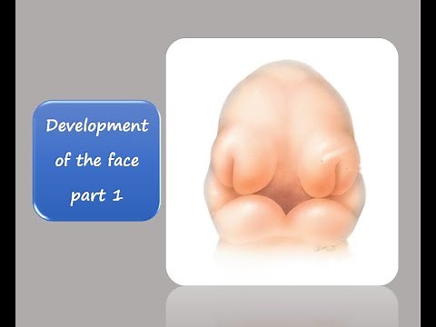 DEVELOPMENT OF THE FACE PART 1