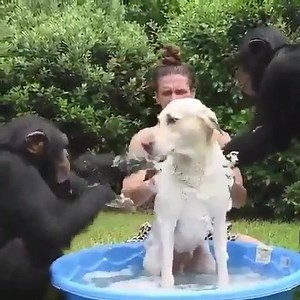 Evolution with man's best friend ! For once we all need to believe, love & friendships are pure. It's time we all live in tandem. Upcoming Amtm sanctuary iscone such place where all species will be ONE ! To donate press link below http://bit.ly/amtmkolad | Animals Matter to Me