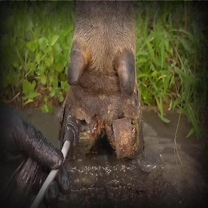 35K views · 520 reactions | Daily Hoof Check Keep your horse's hooves strong clean, and healthy #love #hoof #healthylifestyle | Cleaning Viral | Facebook