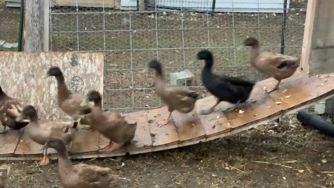 Hobby Farm Is Offensive