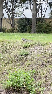 830K views · 19K reactions | Got this canal dragon on the run! | Python Cowboy Hunts | Facebook