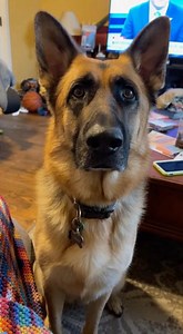 151K views · 3.6K reactions | German Shepherds don’t want your...