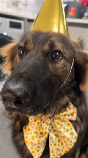 Tolerating the singing, where’s the food ? Happy Birthday Leo ❤️🤪 #funnydogs #dogslife #cutedogs #mydog #doglovers | Leo_Da_Lab07