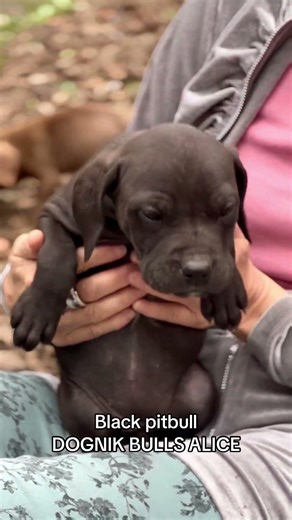 Pitbull kennel Finland. Amerikkalainen pitbullterrieri Suomi dognikb@gmail.com #pitbull #dognikbulls