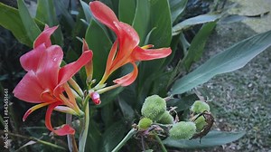 canna indica flower in nature garden