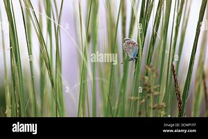 Beautiful butterfly eating breakfast Stock Video Footage - Alamy