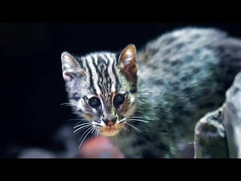 Fishing Cats
