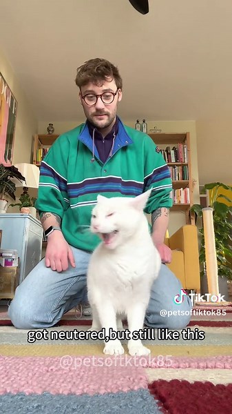 Funny Cat Moments to Brighten Your Spring