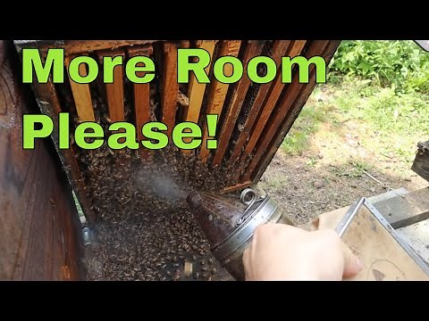🔵Signs your Honeybees Need another Box!