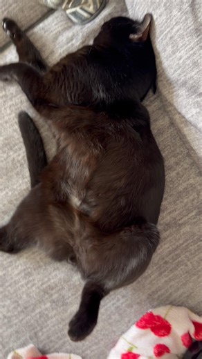 My sweet baby Juno’s napping next to me#juno#cute#kitty#котики#cathumor#kitten#cattalk#cat